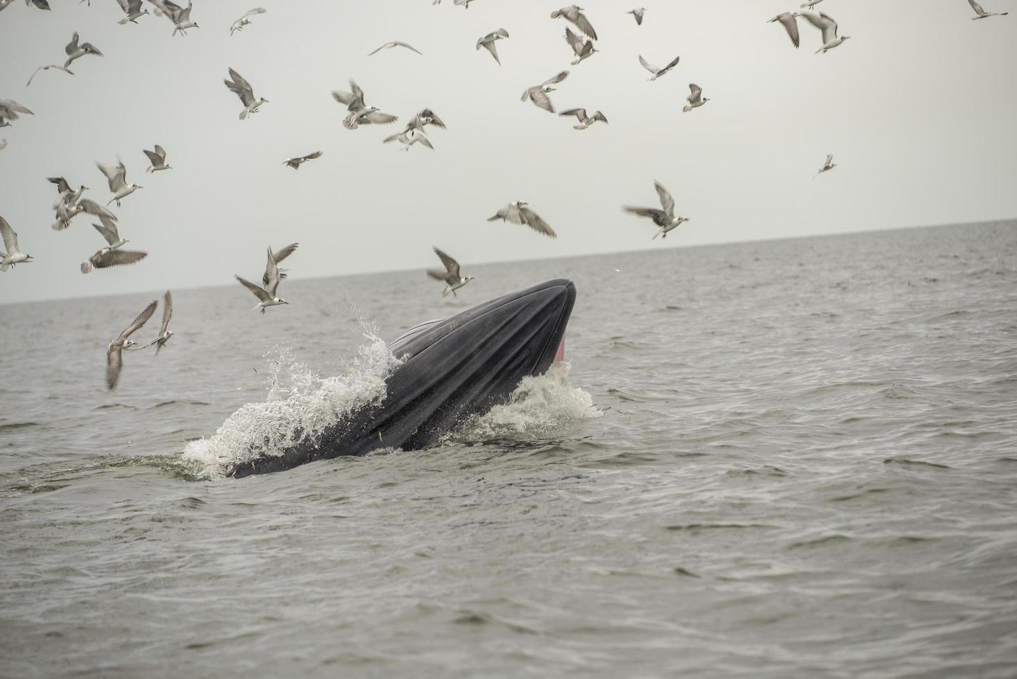 Bryde's whale, Eden's whale, Eating fish at gulf of Thailand. photo