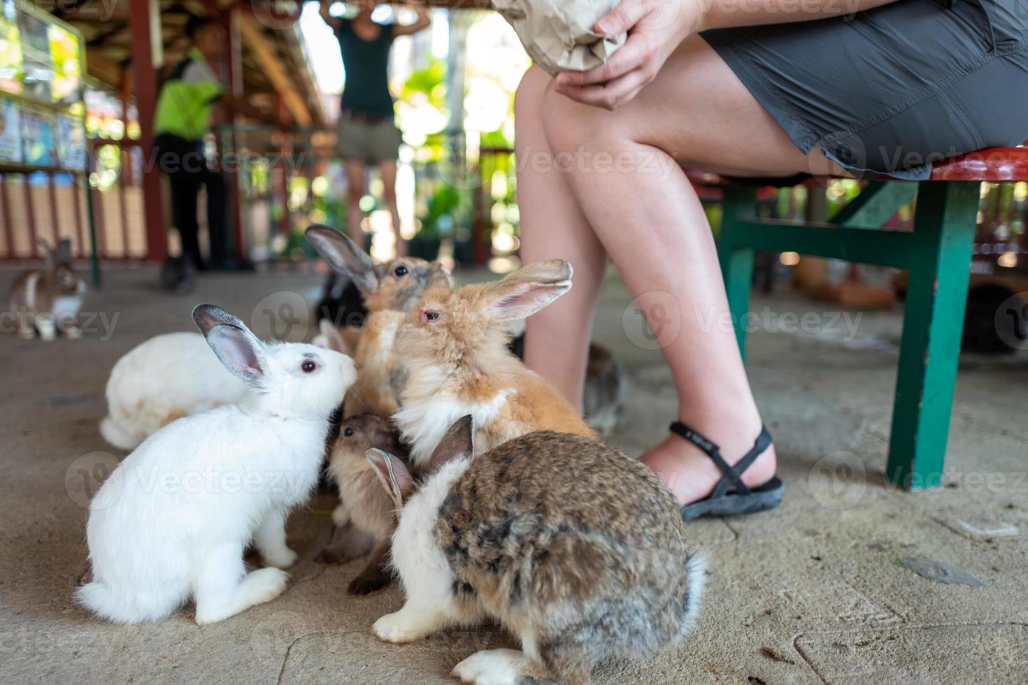 Girls feeds rabbits in zoo photo