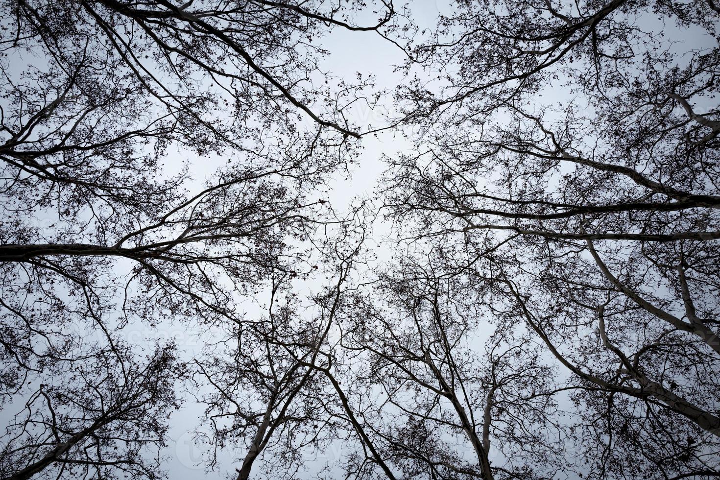 Branches in the Frankfurt Bockenheim area photo