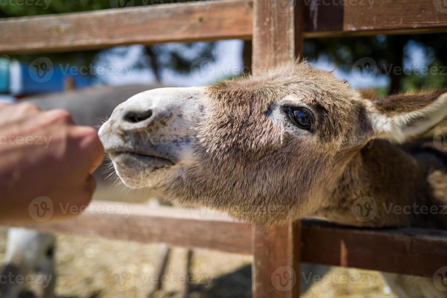 Un burro en la isla de Kos en Grecia foto