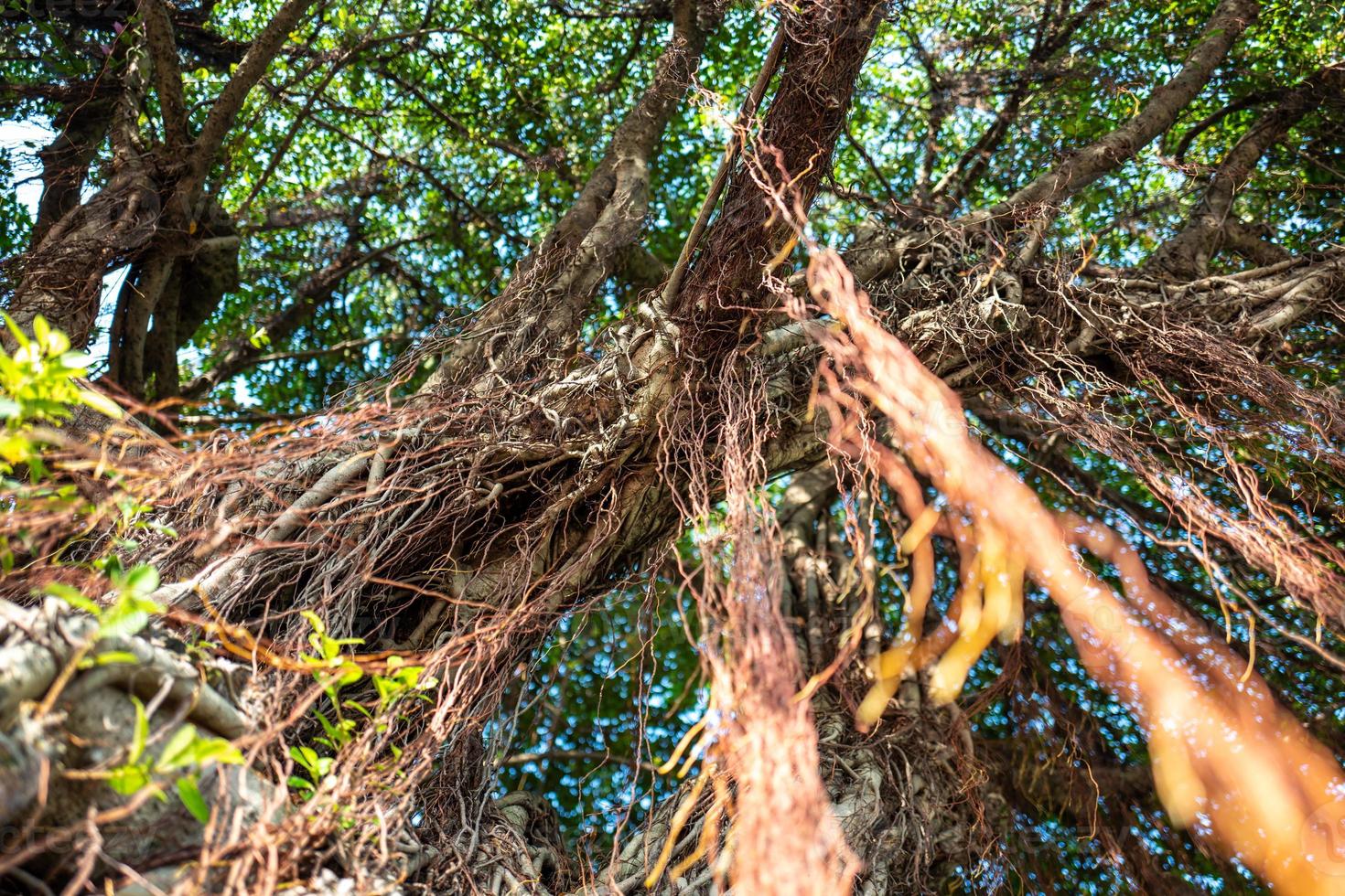 Trees in the Peace Memorialpark in Taipei in Taiwan photo