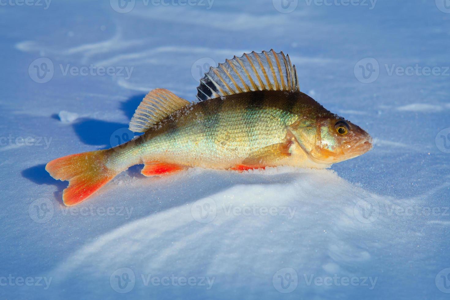 Big fish perch on blue ice . photo