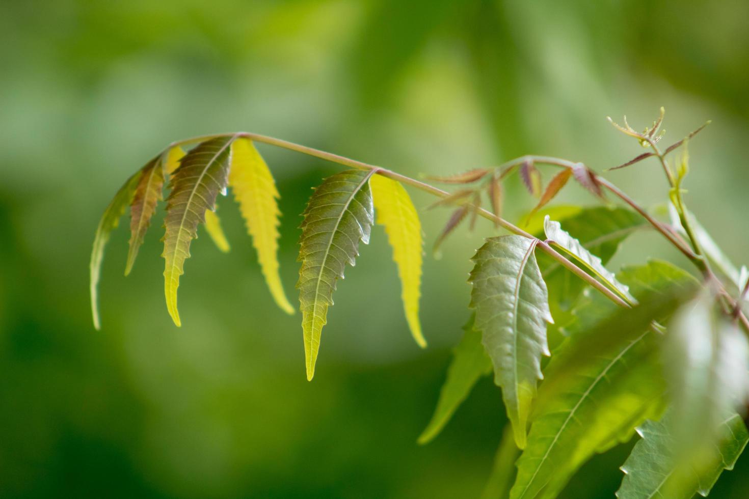 primer plano de la vida vegetal foto