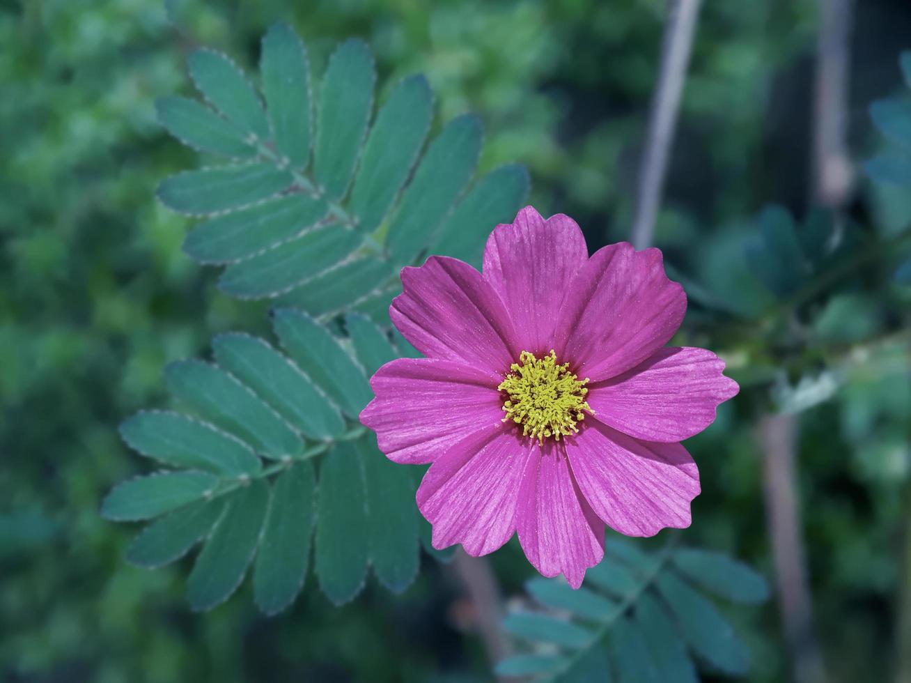 Natural botanical background photo