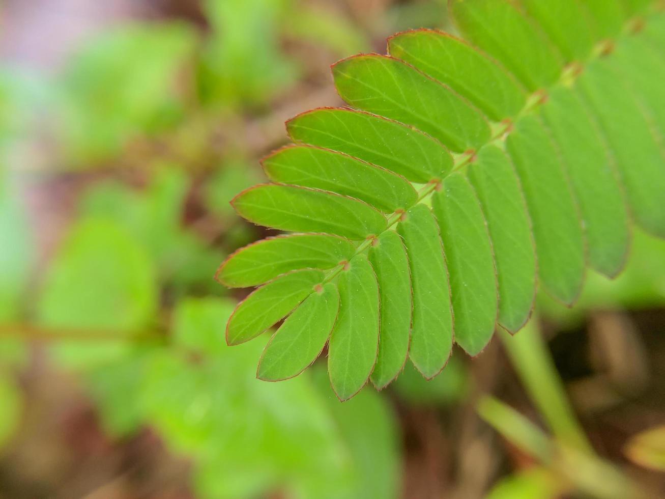 Natural botanical background photo