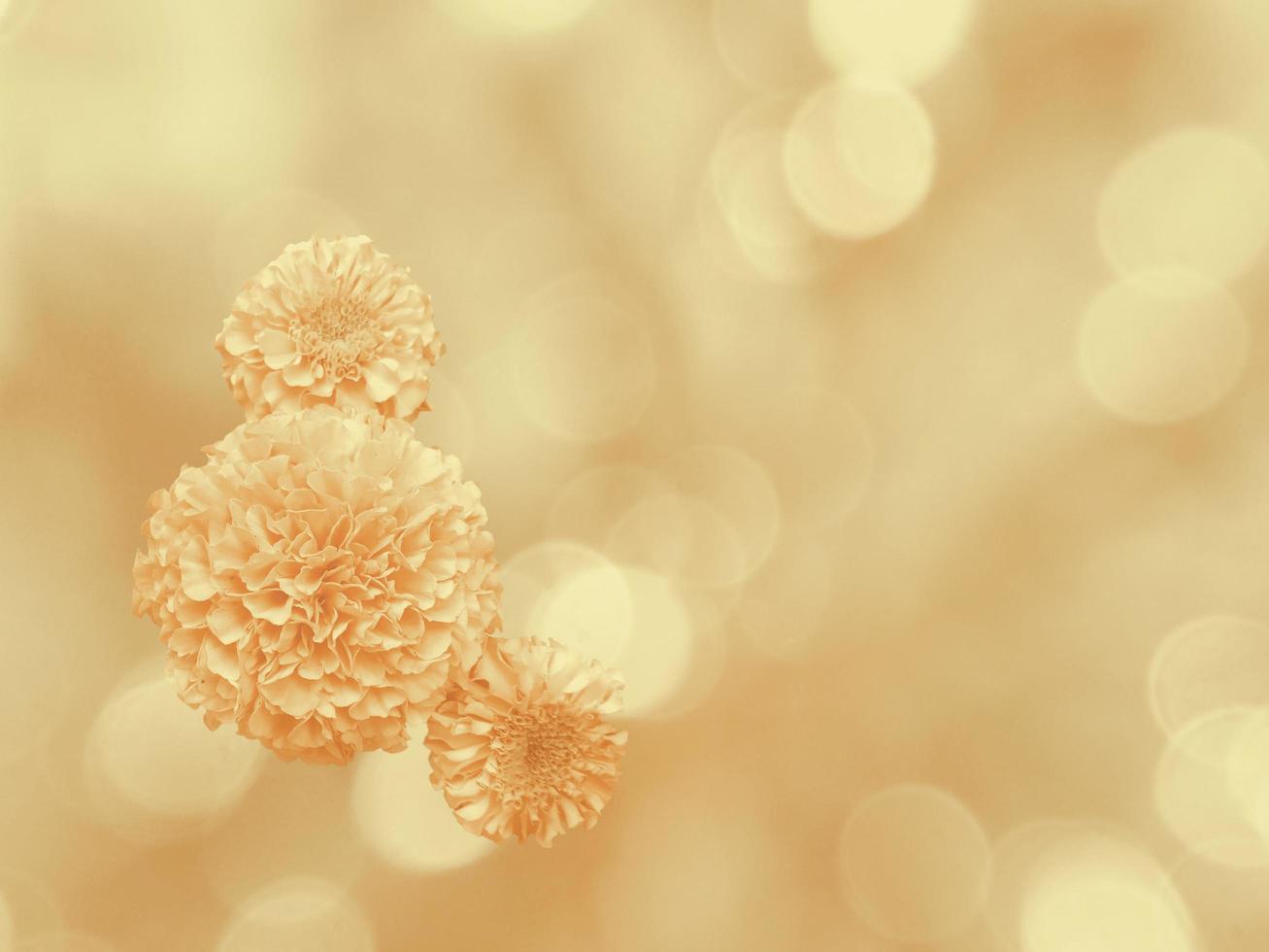 Close-up view of flower with bokeh effect background photo