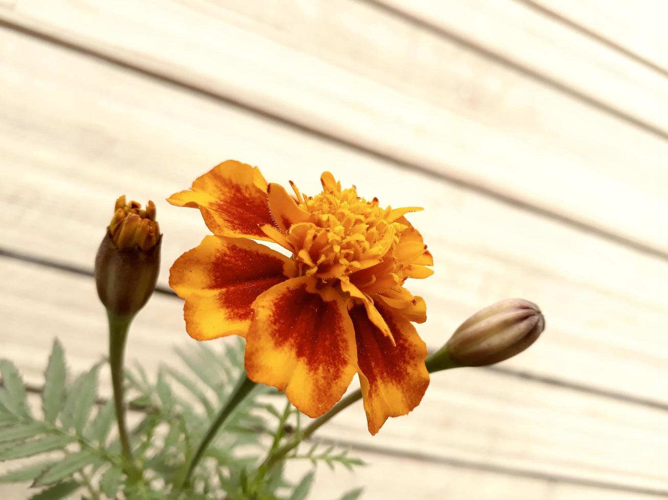 Vista cercana de la flor con fondo de efecto madera foto