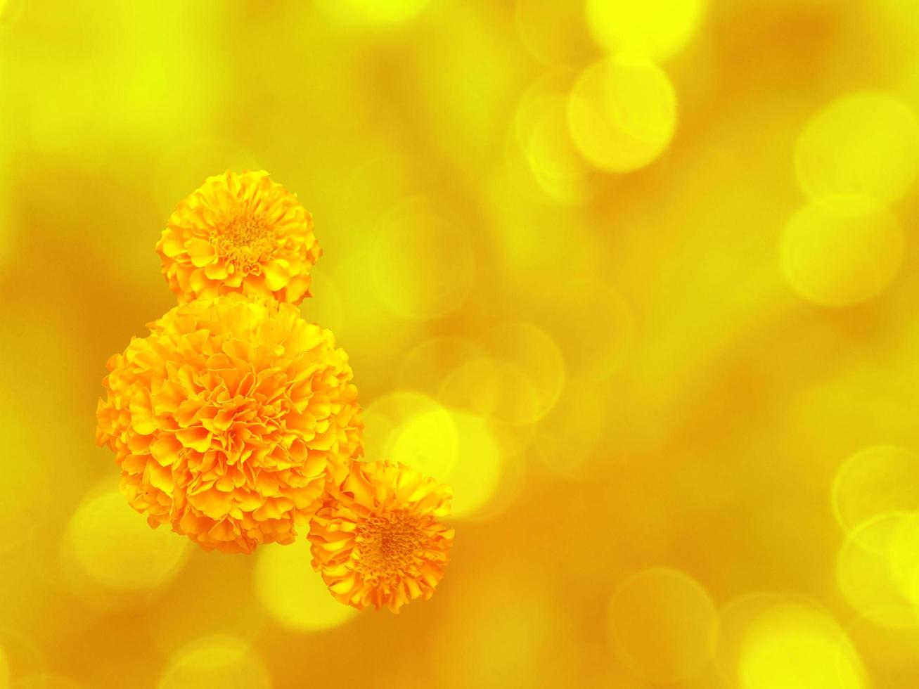 Close-up view of flower with bokeh effect background photo