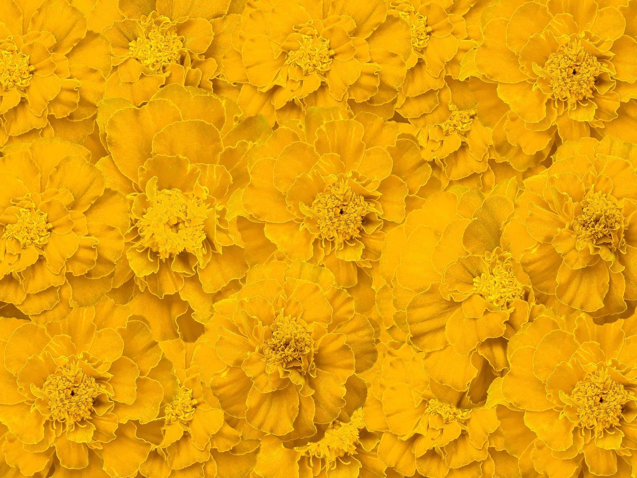 hermoso fondo de flores de color amarillo foto