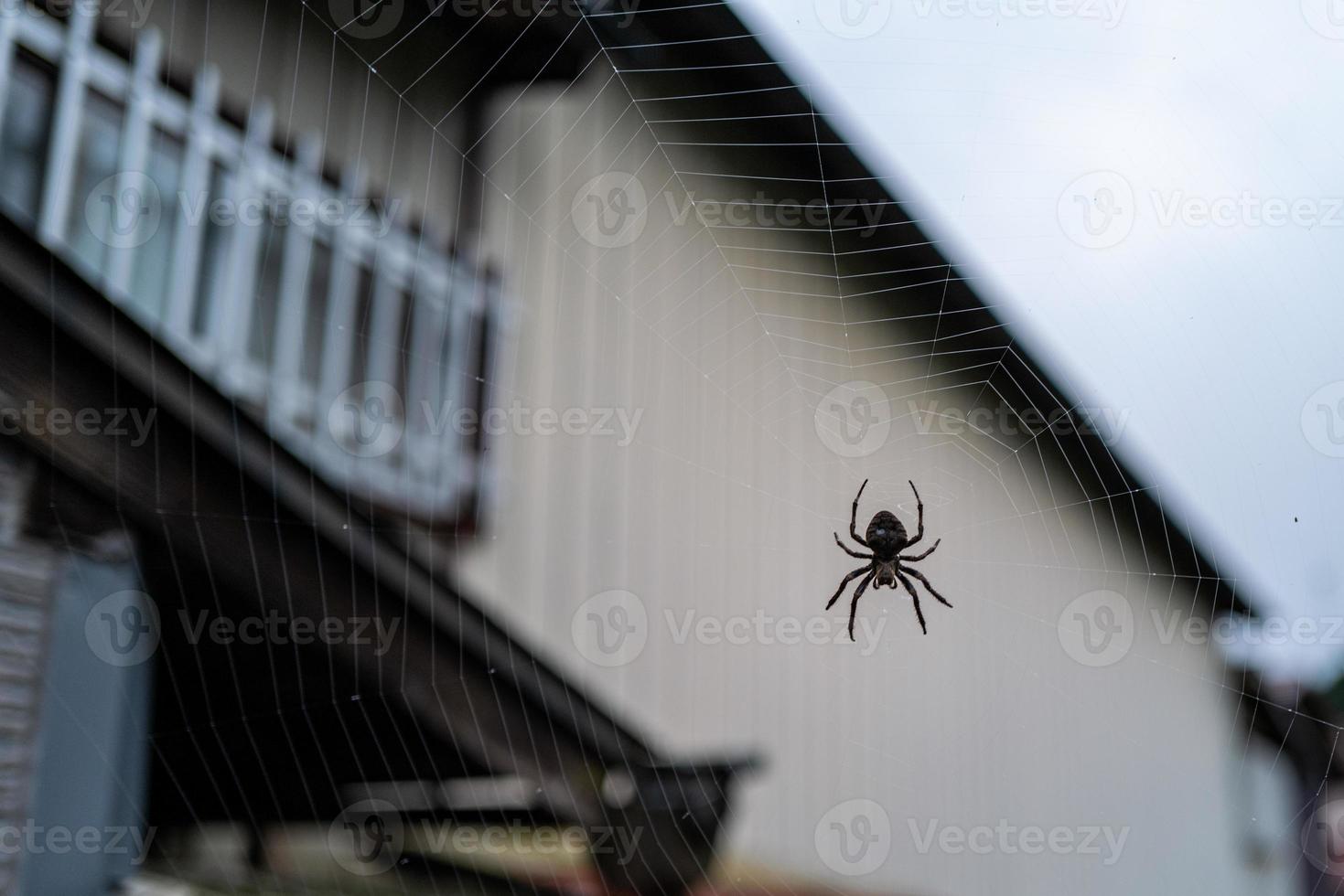 A spider in a web in Nikko photo