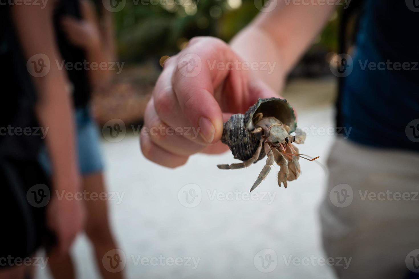 A hermitcrab on Koh Lipe in Thailand photo