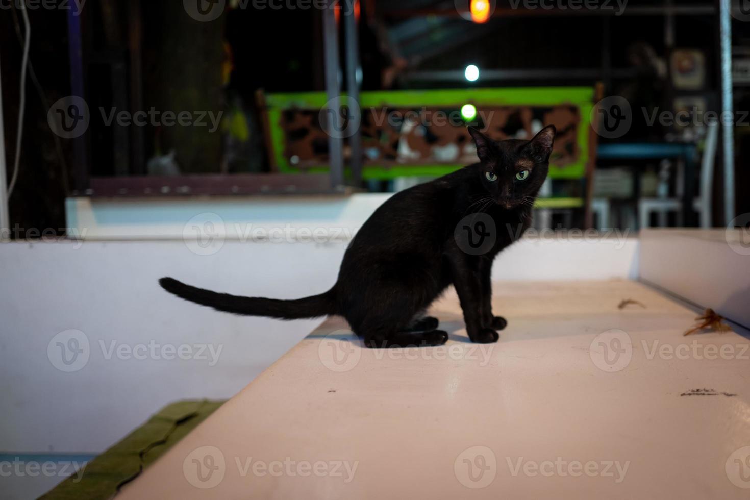 A street cat in Koh Lipe in Thailand photo