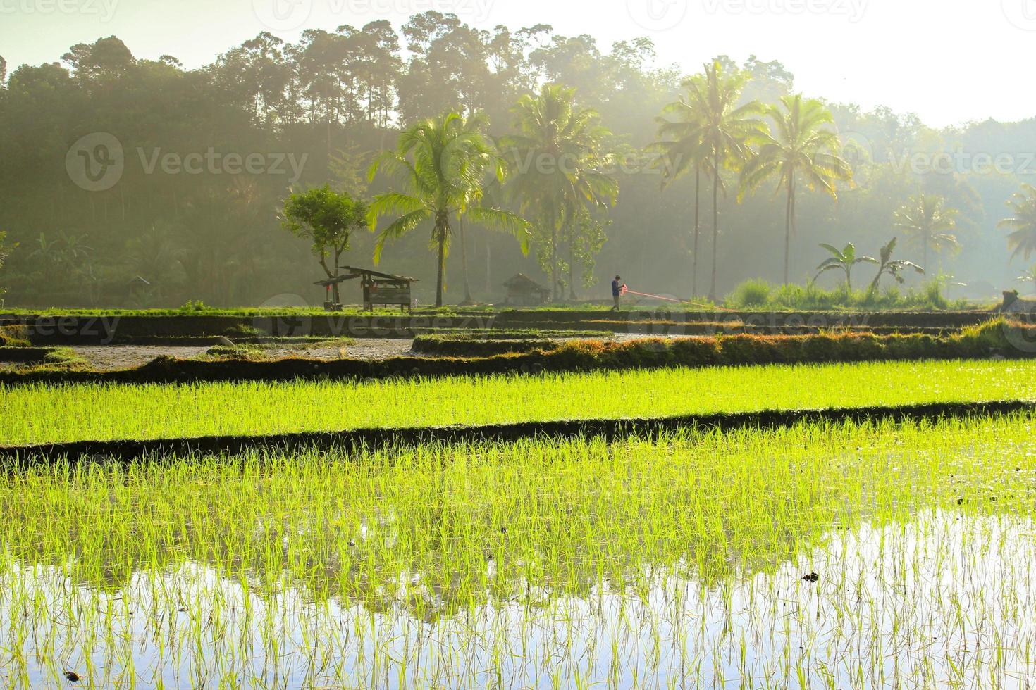 belleza luz de la mañana en los campos de arroz foto