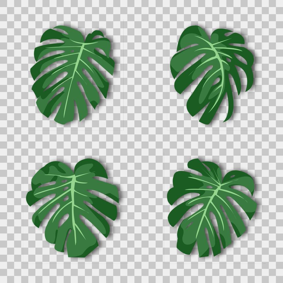 Vector illustration. Exotic tropical green plant. Monstera leaves on a transparent background.