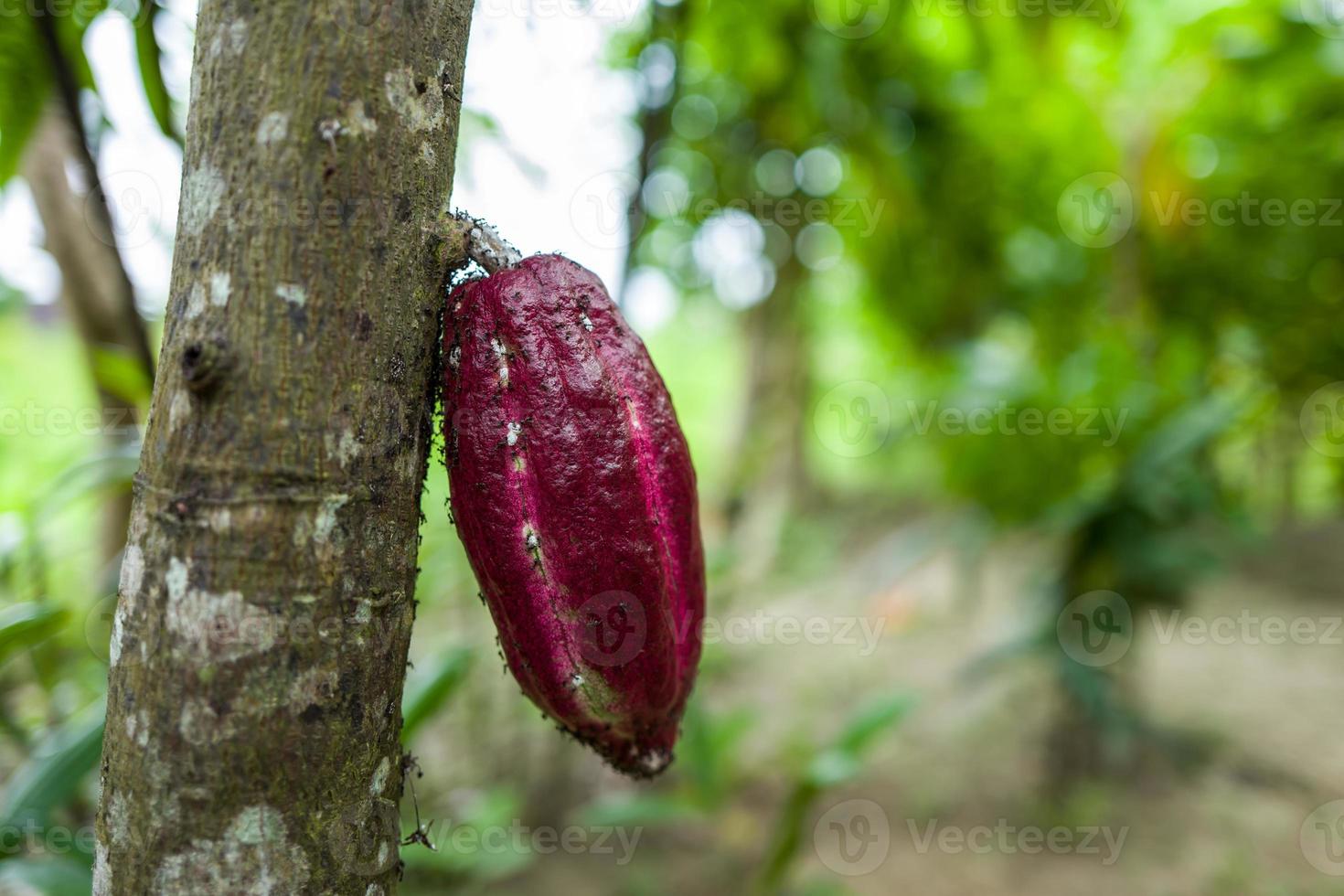 una mazorca de cacao en bali foto