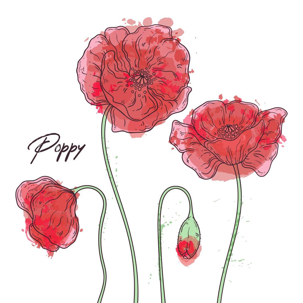 Floral botany illustrations. Vector sketches poppy flowers.