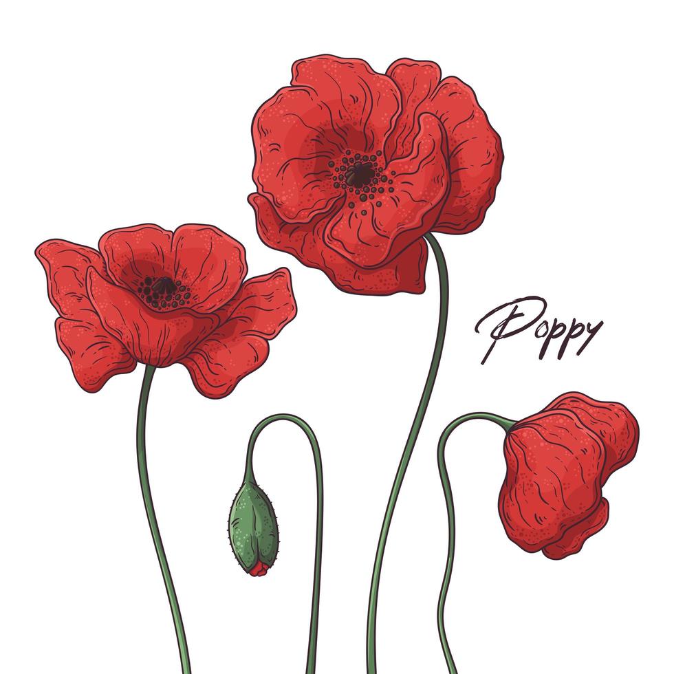 Floral botany illustrations. Vector sketches poppy flowers.
