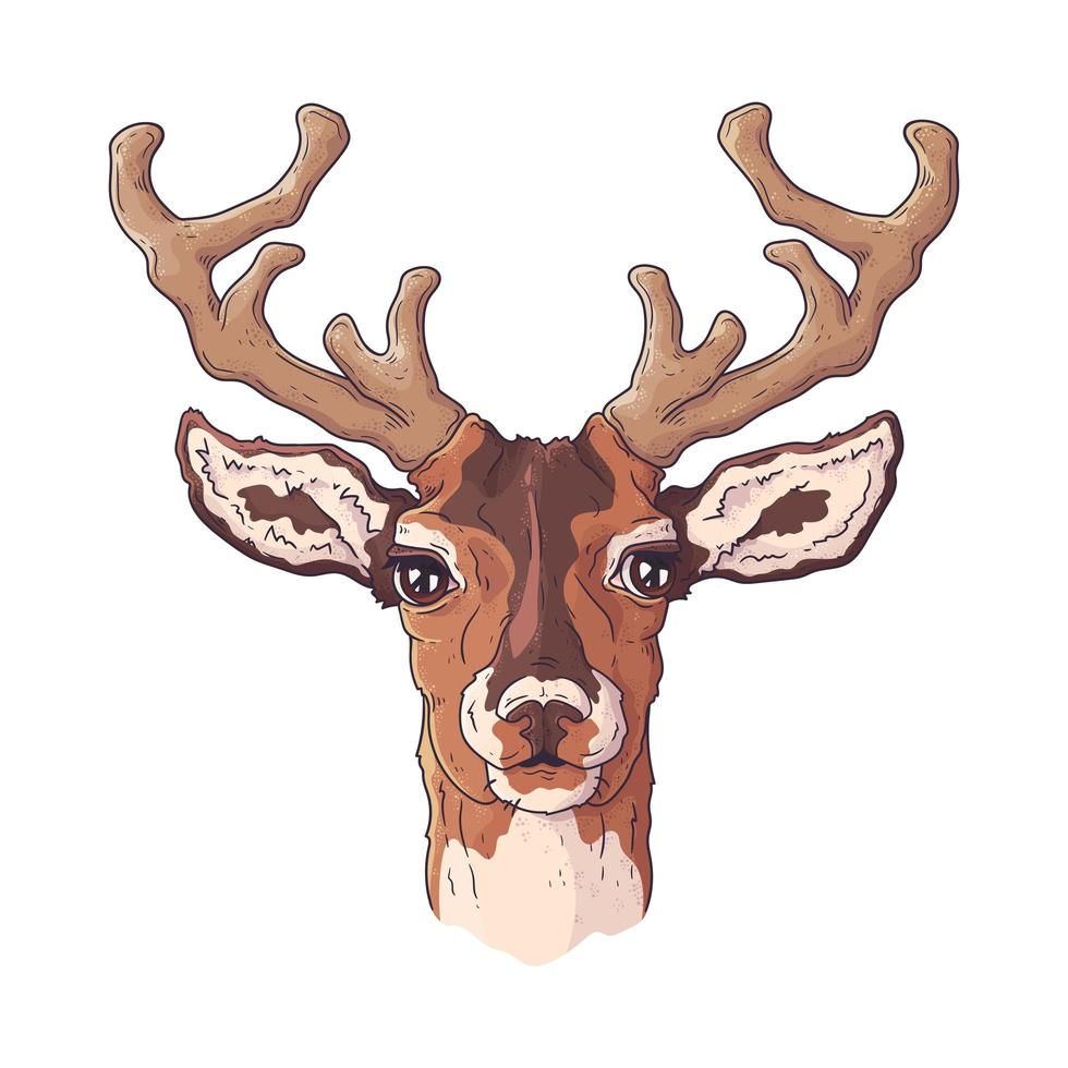 Vector hand drawn illustrations. Portrait of cute realistic deer.