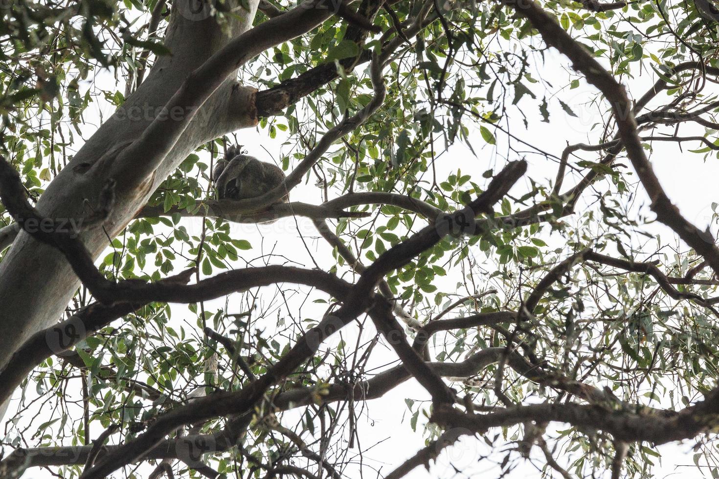 Koala Phascolarctos cinereus Noosa Queensland Australia photo