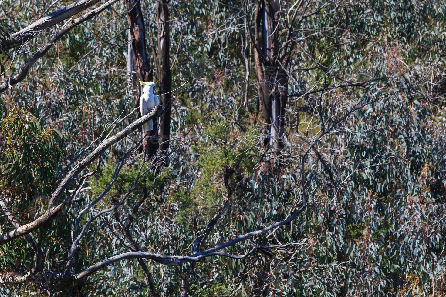 Cacatúa sulphurcrested.cacatua galerita, Nueva Gales del Sur, Australia foto