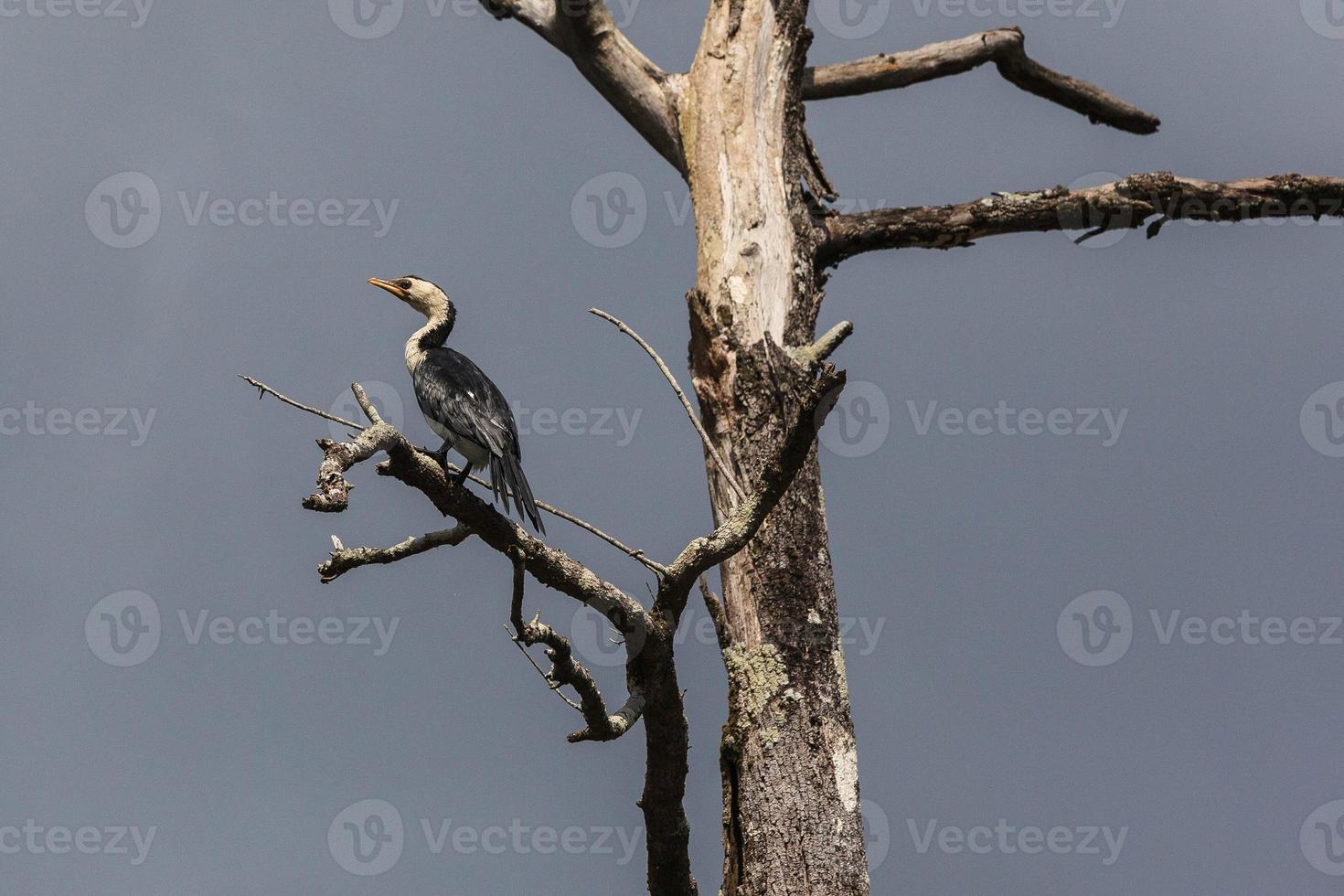 Little Pied Cormorant Microcarbo melanoleucos Daintree Queensland Australia photo