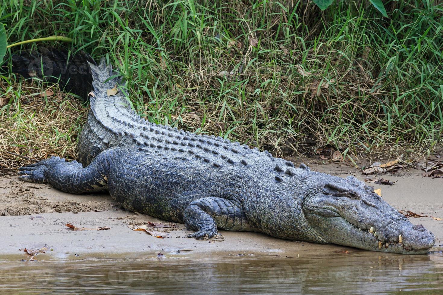 Cocodrilo de agua salada Crocodylus porosus Daintree Queensland Australia foto