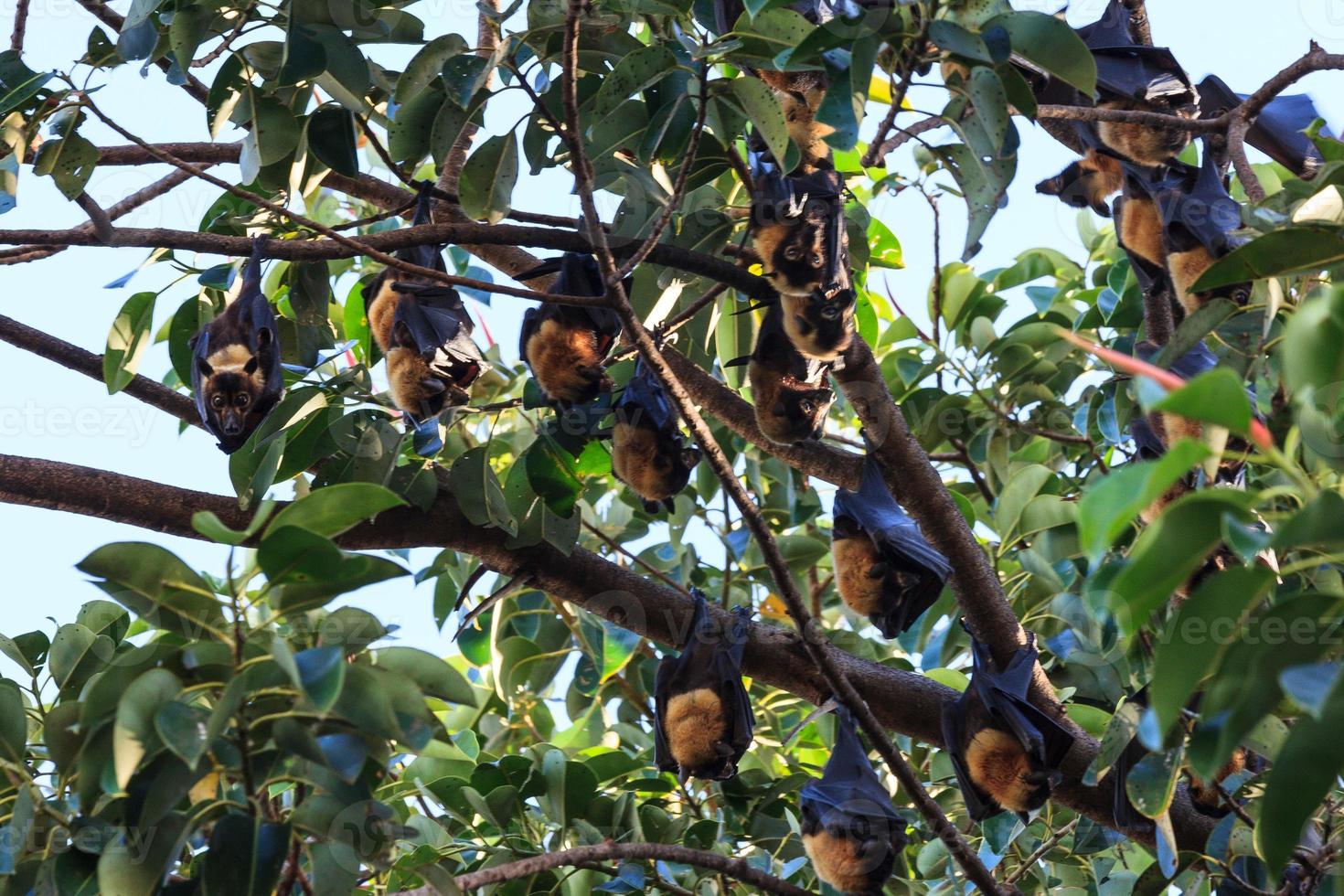 Spectacled Flying Fox Pteropus conspicillatus Cairns Queensland Australia photo