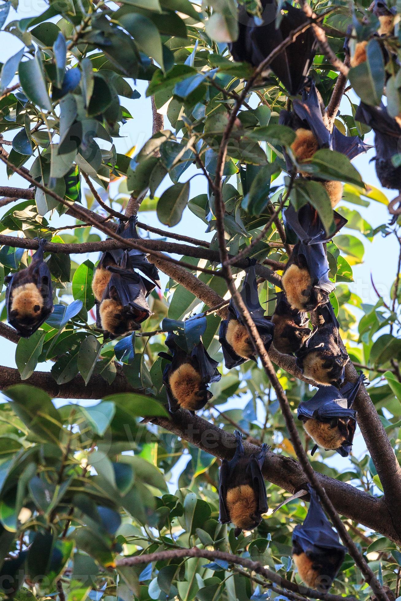 Spectacled Flying Fox Pteropus conspicillatus Cairns Queensland Australia 2633945 Stock Photo at