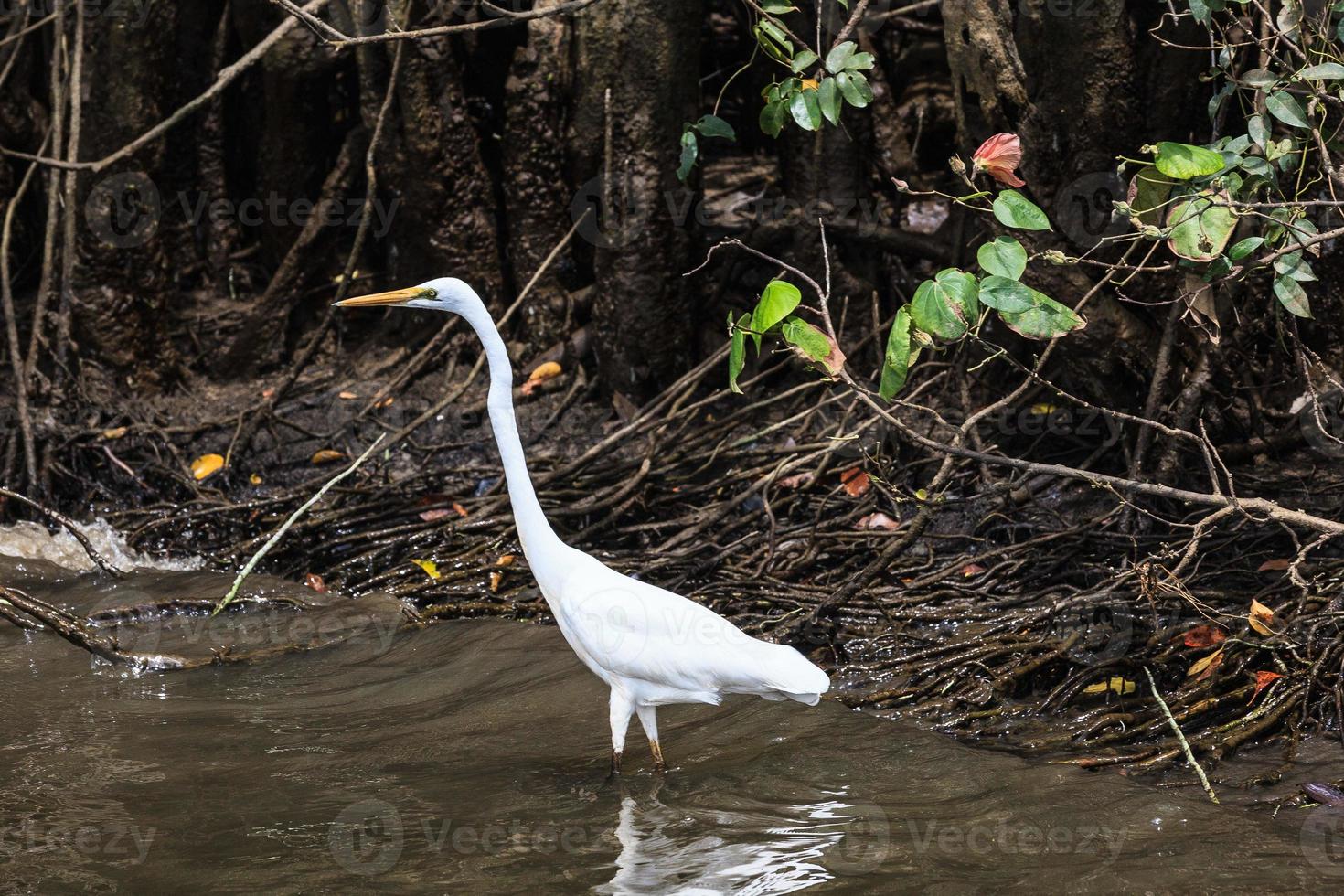 garceta común australasiana ardea alba ssp. modesta daintree queensland australia foto