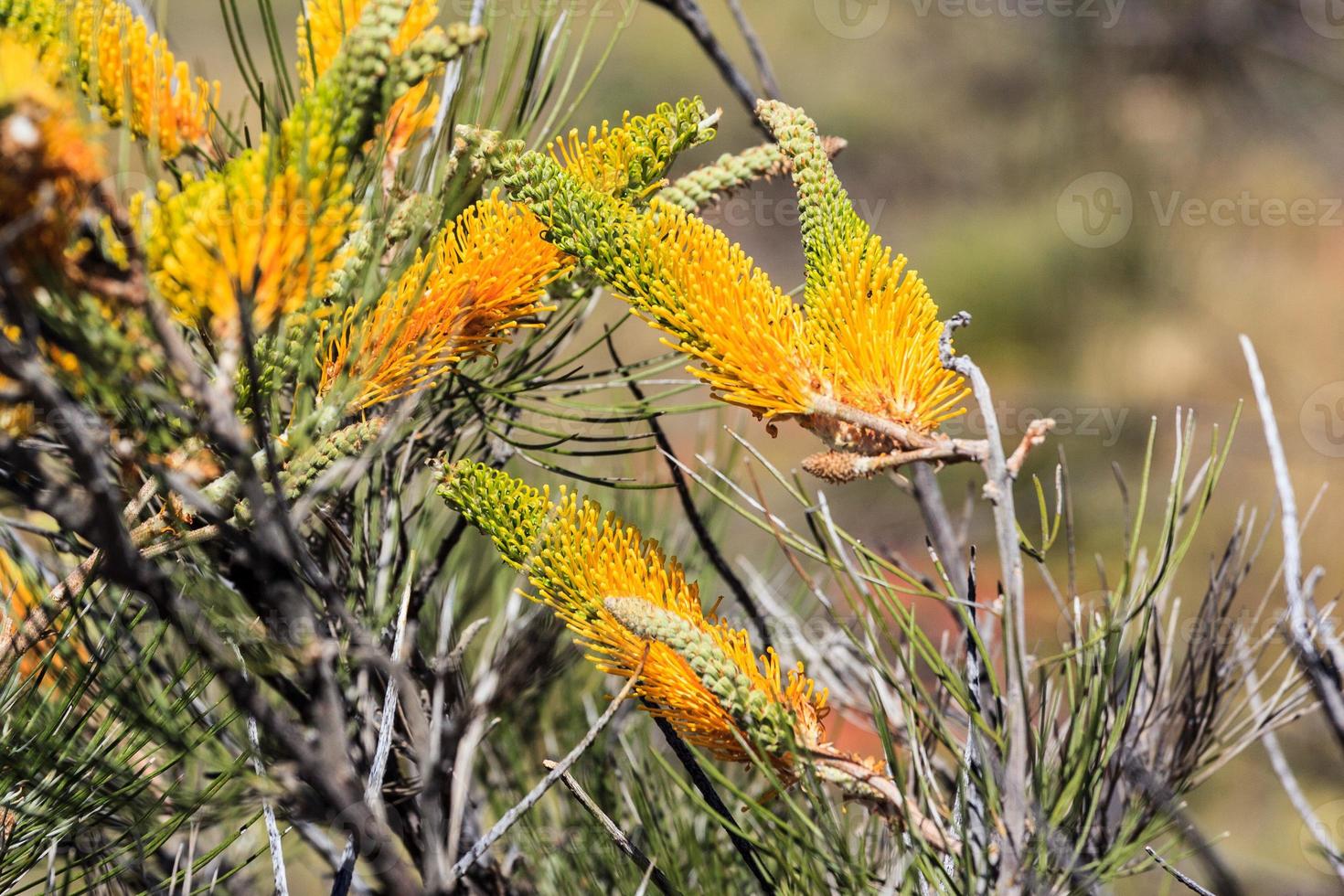 Flowering Pland Northern Territory Australia photo