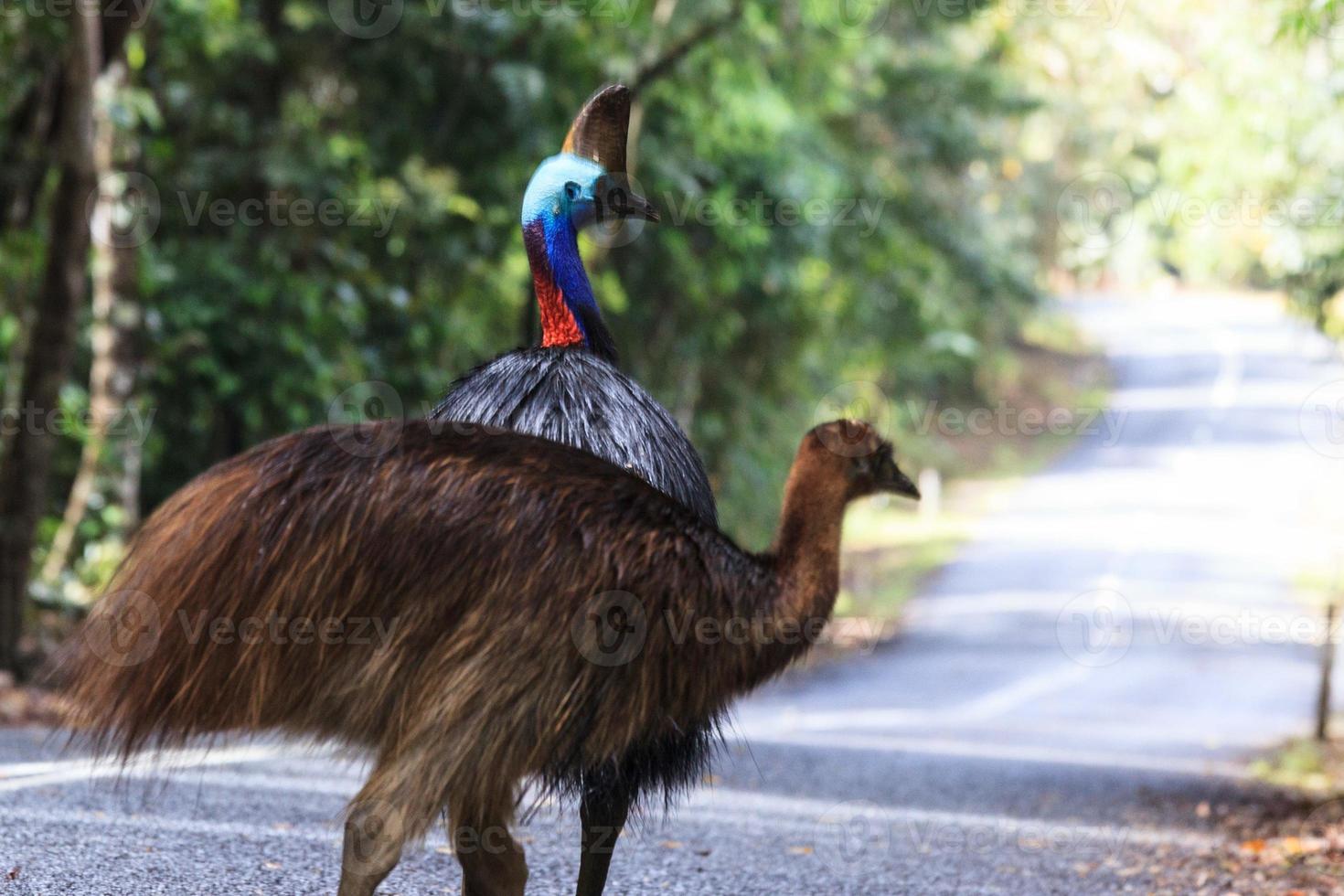 Southern Cassowary Casuarius casuarius Cape Tribulation Queensland Australia photo