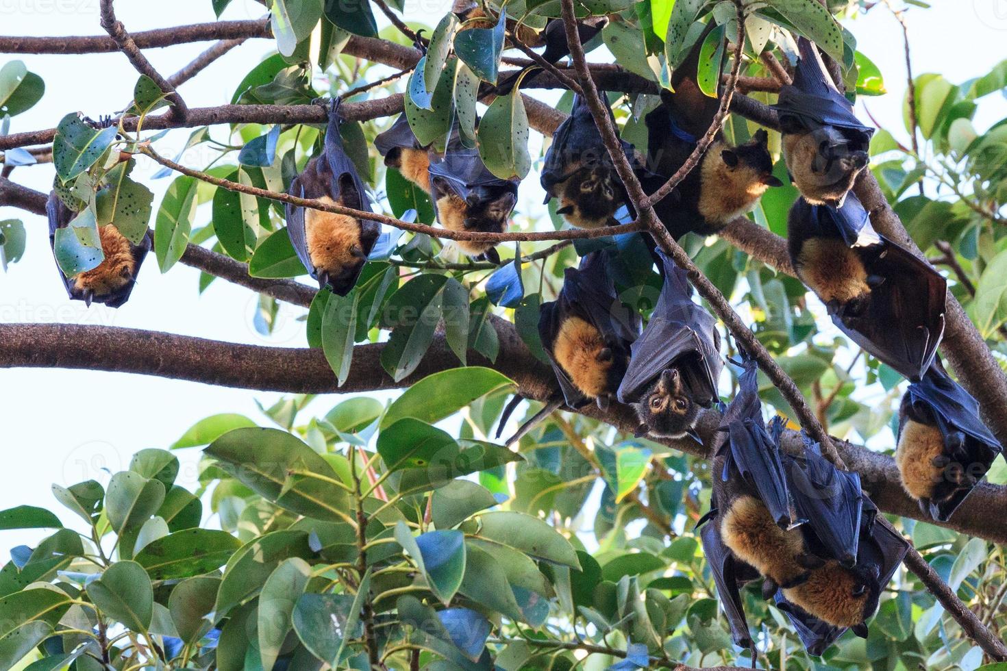 Spectacled Flying Fox Pteropus conspicillatus Cairns Queensland Australia 2633993 Stock Photo at