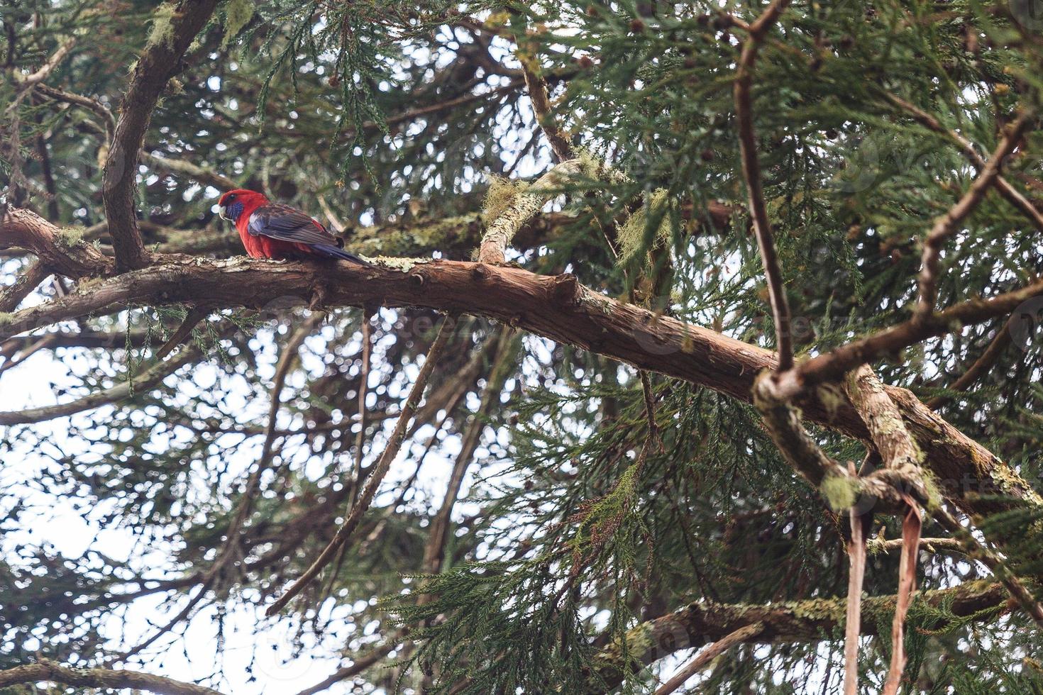 Rosella carmesí platycercus elegans Springbrook Park Queensland Australia foto