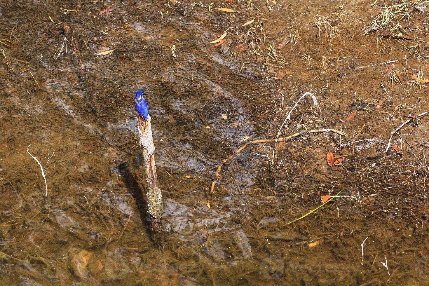 Azure Kingfisher Ceyx azureus Numinbah Valley Queensland Australia photo