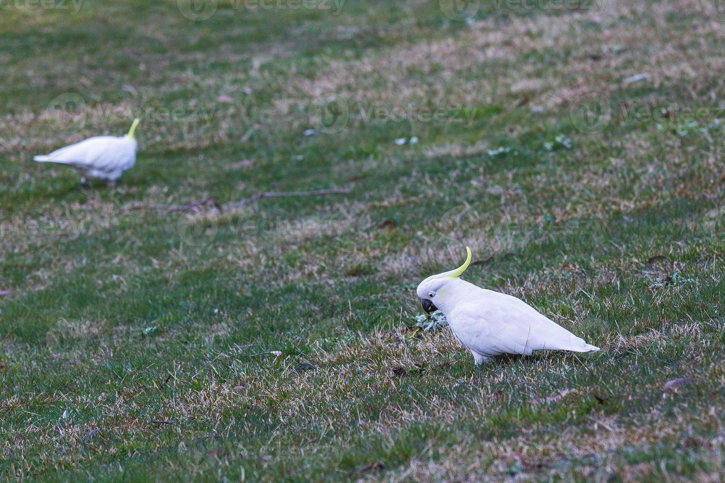 Cockatoo Gathering New South Wales Australia photo