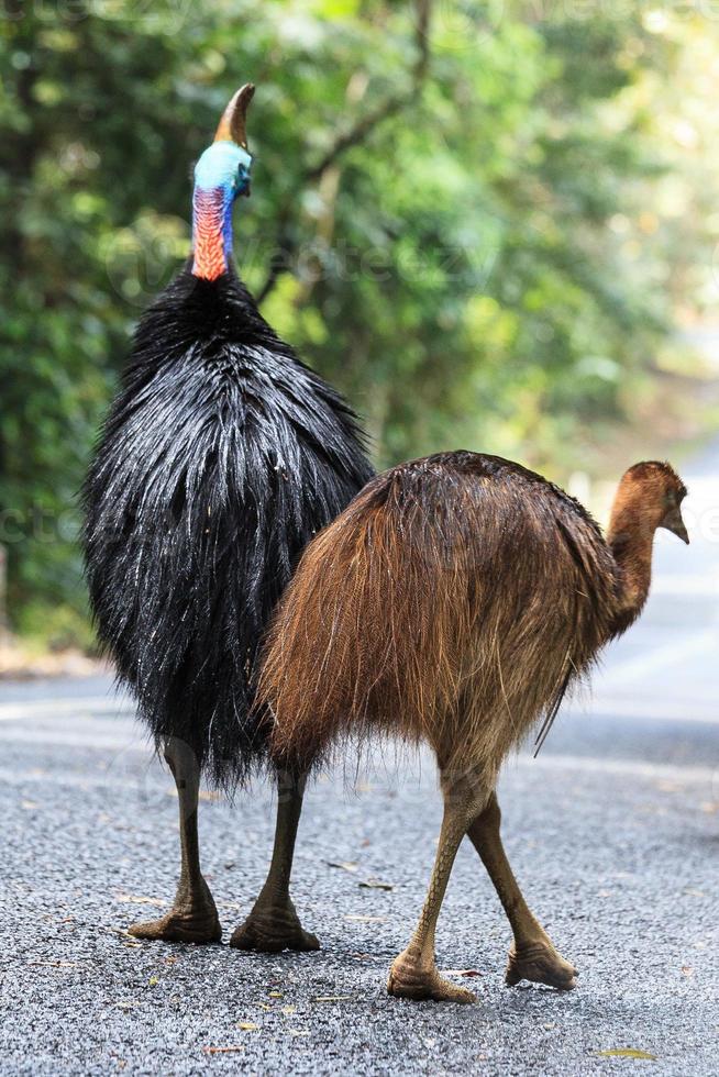 Southern Cassowary Casuarius casuarius Cape Tribulation Queensland Australia photo