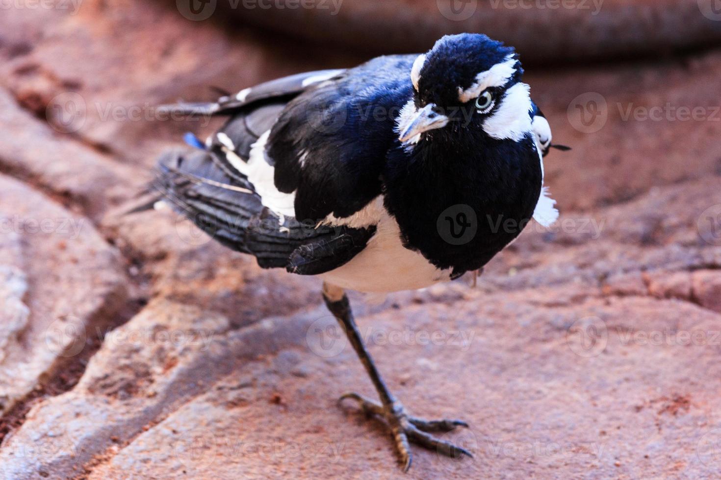 Magpielark grallina cyanoleuca territorio del norte de Australia foto