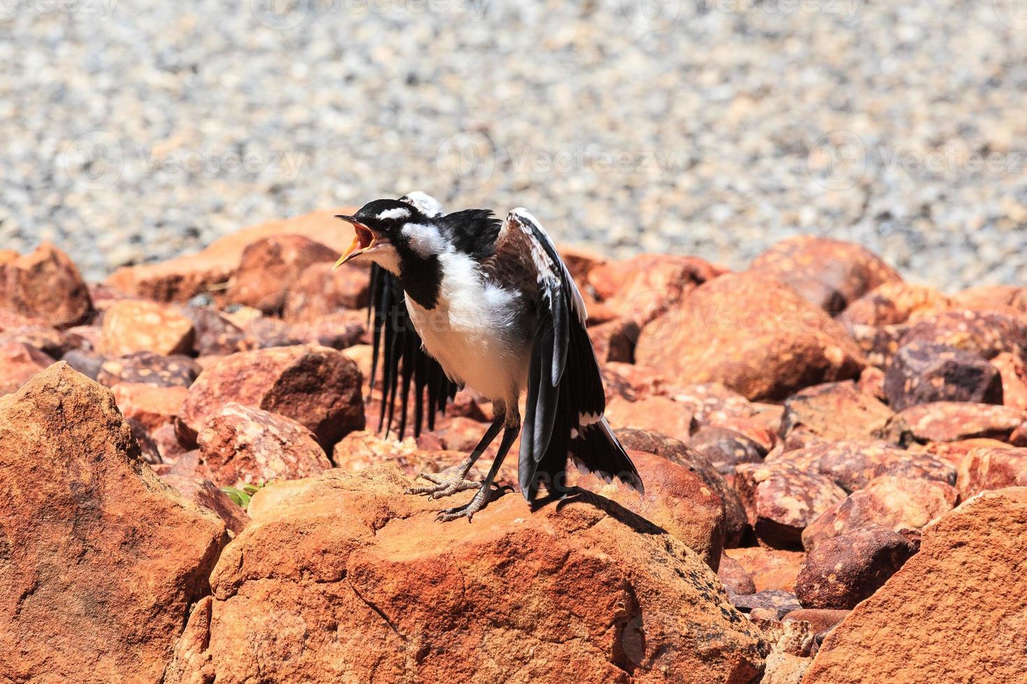 Magpielark grallina cyanoleuca territorio del norte de Australia foto