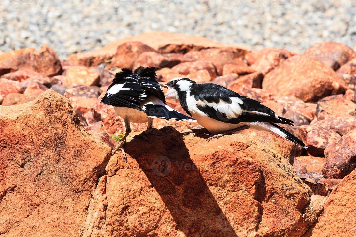 Magpielark grallina cyanoleuca territorio del norte de Australia foto