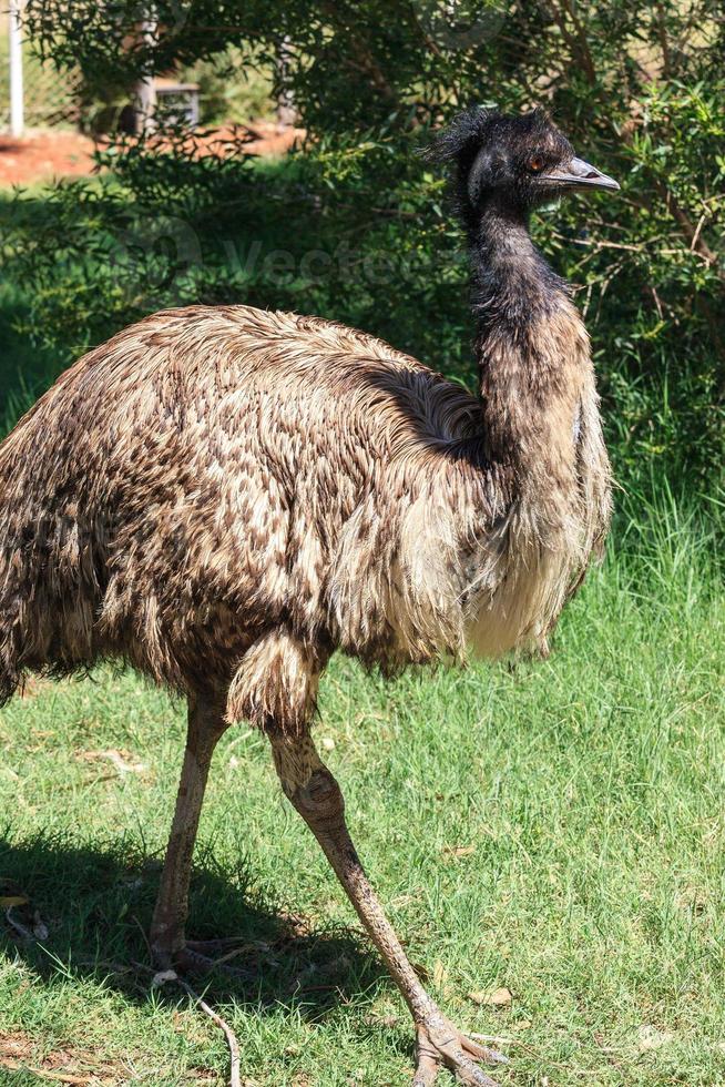 Emu Dromaius novaehollandiae Northern Territory Australia photo