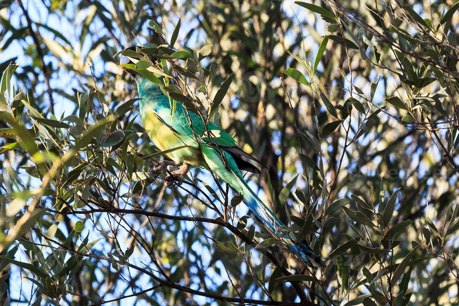 Port Lincoln Parrot Barnardius zonarius ssp. zonarius Northern Territory Australia photo