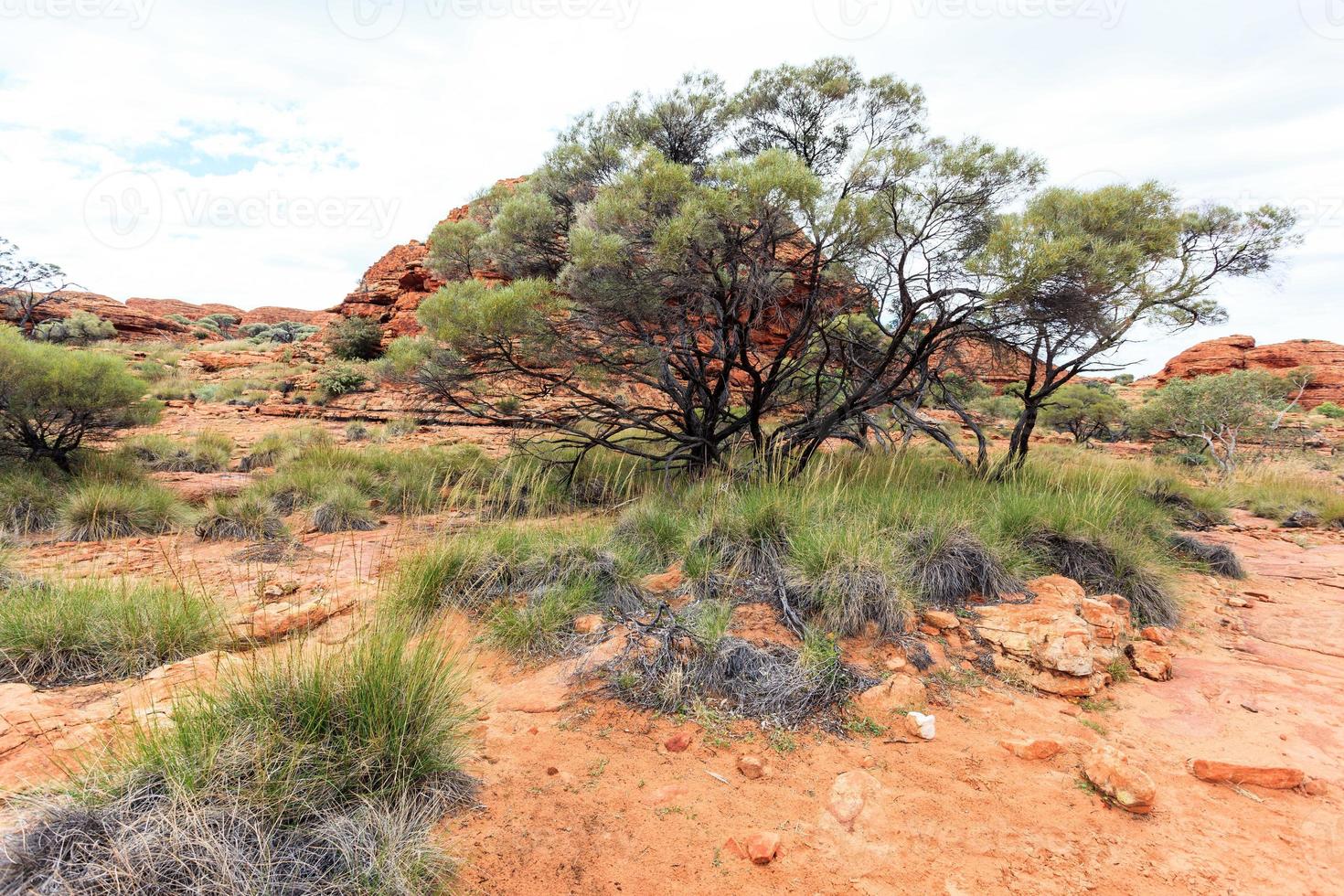 Kings Canyon Territorio del Norte Australia foto