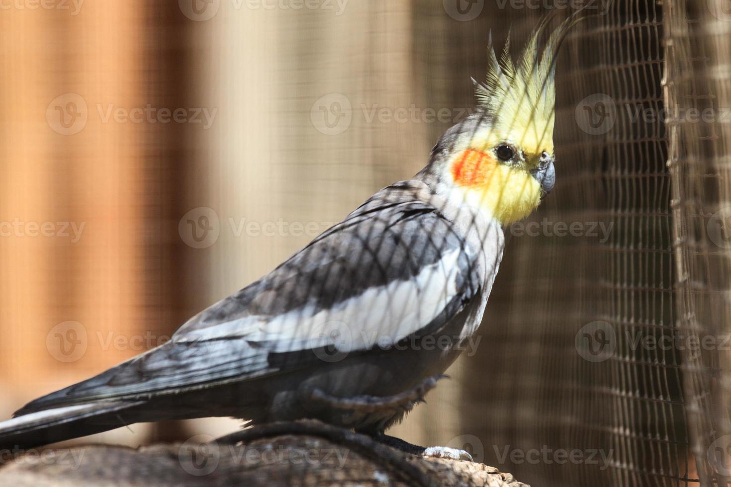 Cockatiel.Nymphicus hollandicus Northern Territory Australia photo