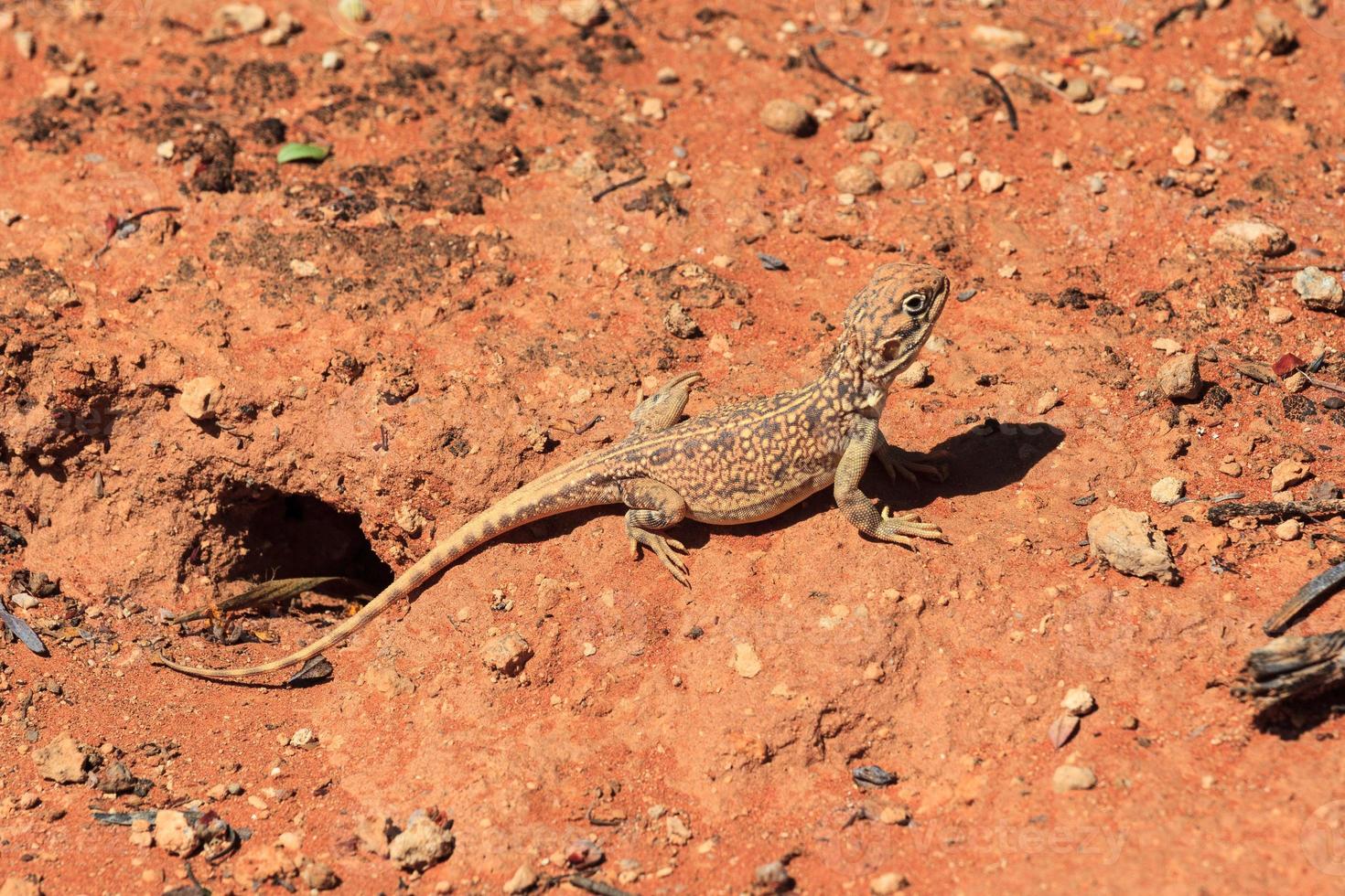 Dragón de red central Ctenophorus nuchalis cerca de Uluru, Territorio del Norte de Australia foto