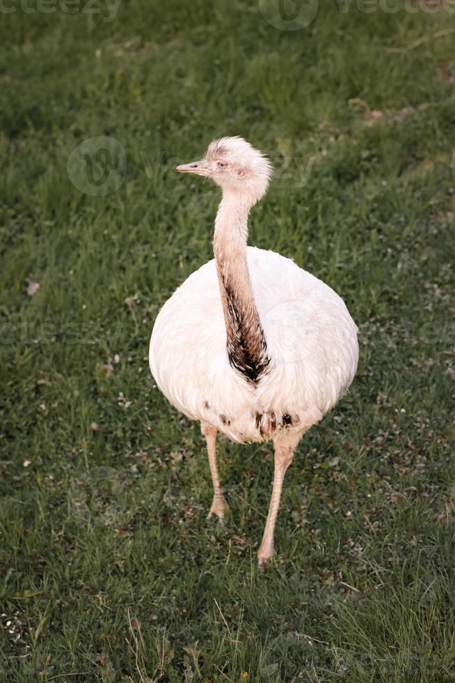 White greater rhea, American rhea, Nandu, Rhea americana enjoying on a meadow in her natural environment. photo