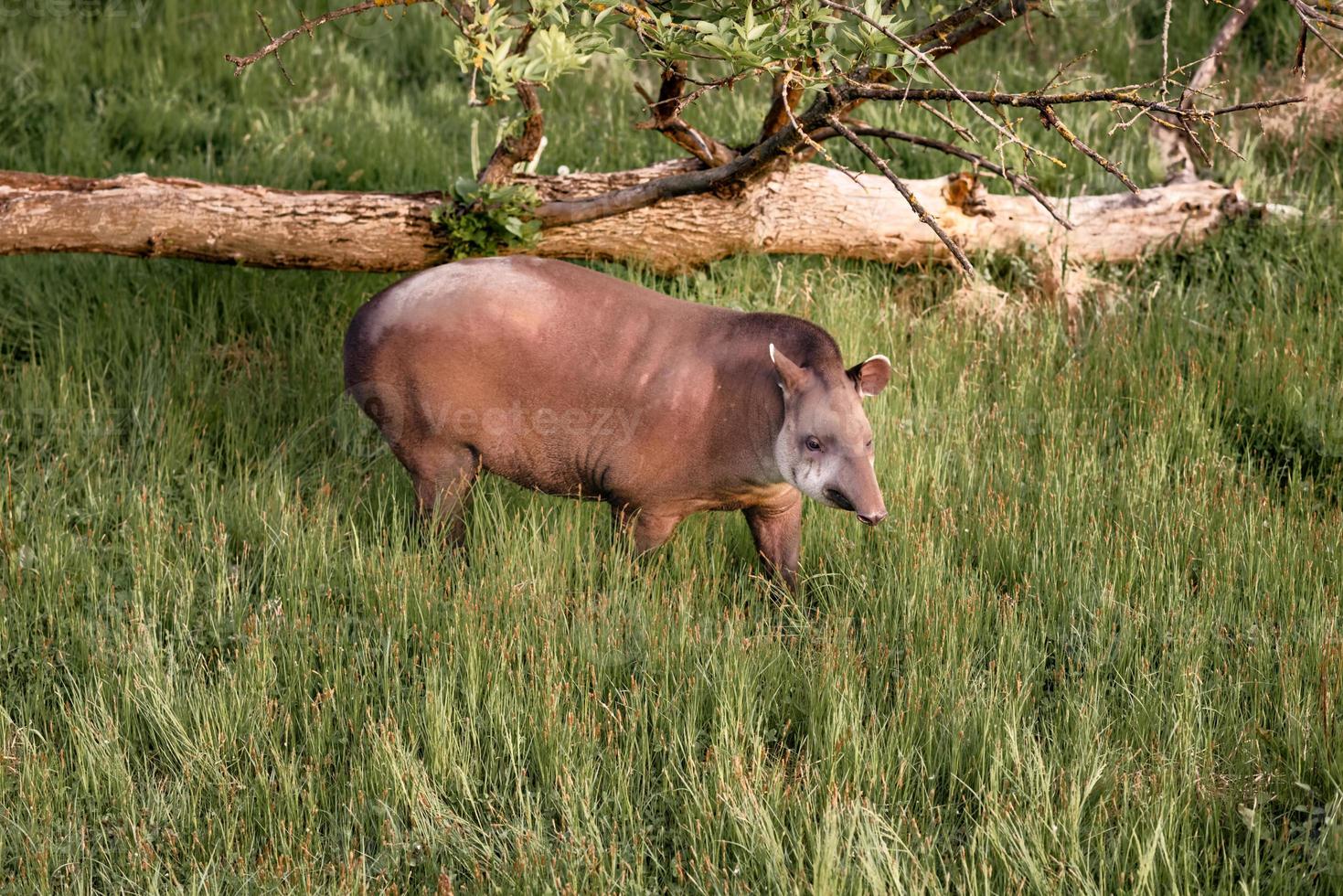 Tapir, Tapirus terrestris in his natural environment enjoying at afternoon sun. photo