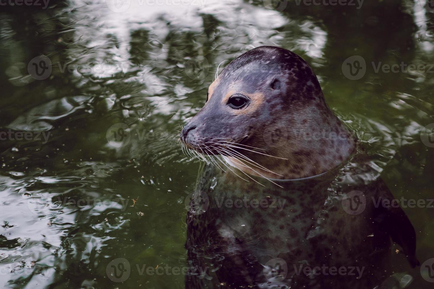 Sea calf, sea dog in her natural environment. photo