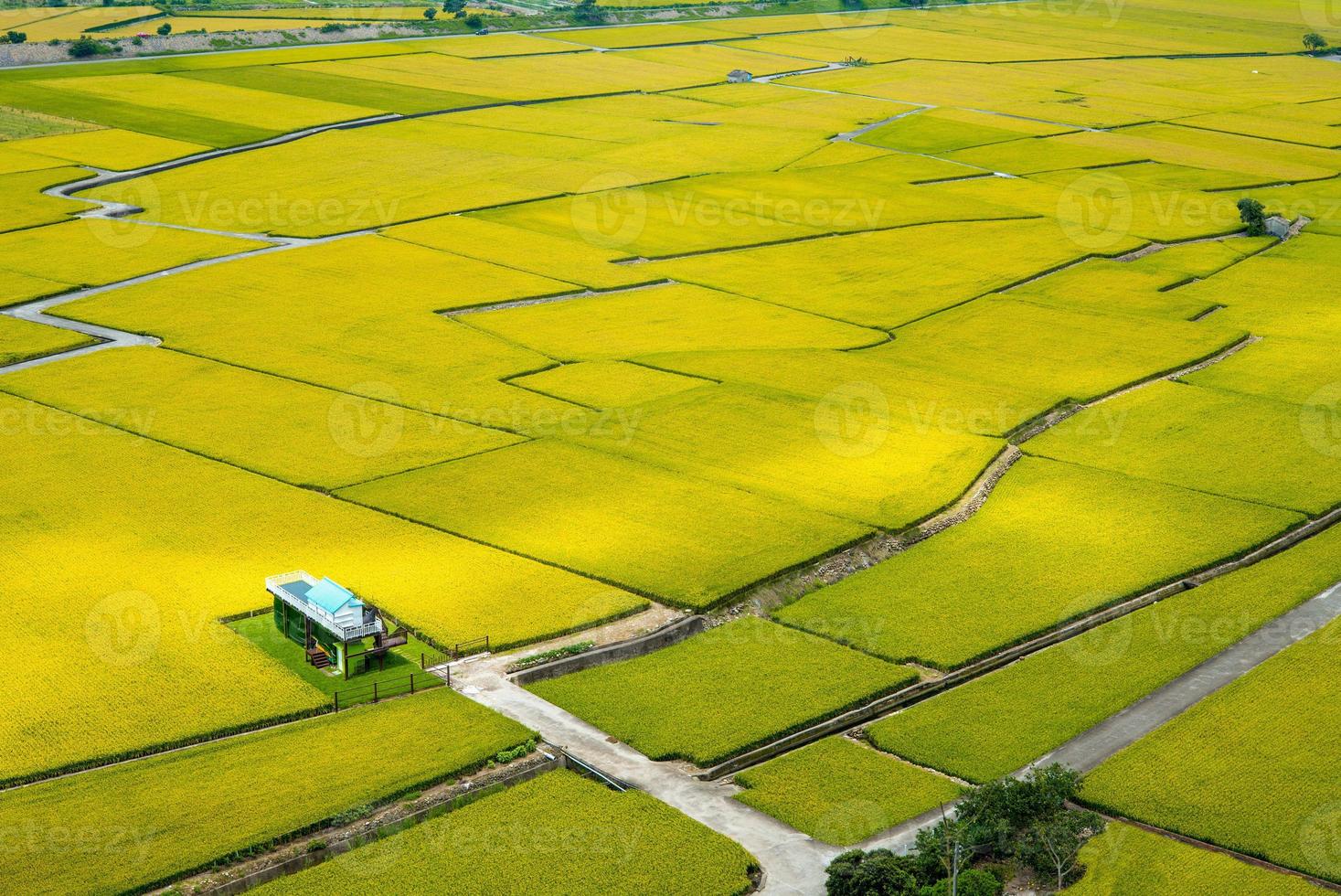 Rice field of Lotus valley in Waipu photo