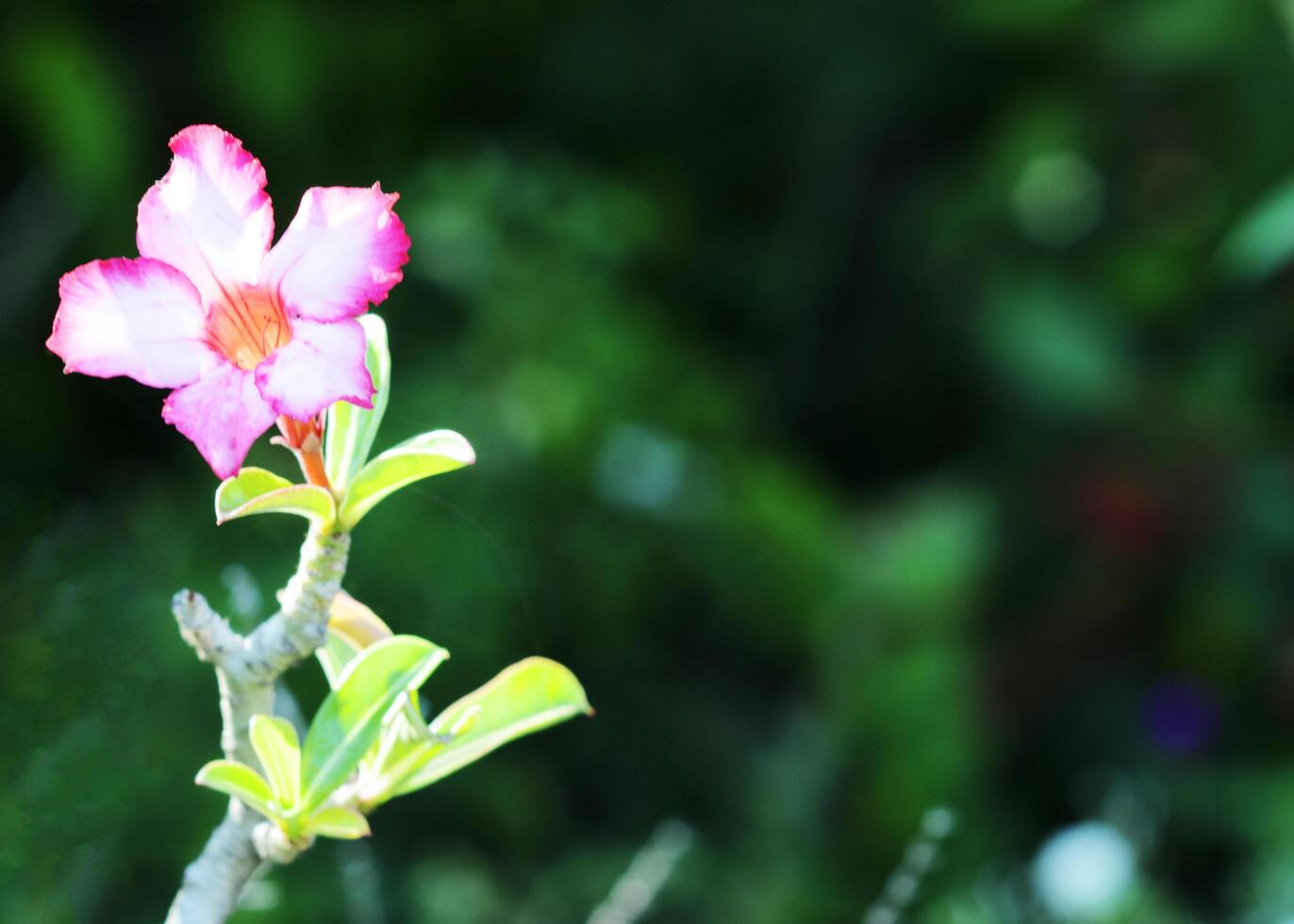 Una sola flor tropical rosa del desierto con fondos de luces bokeh foto