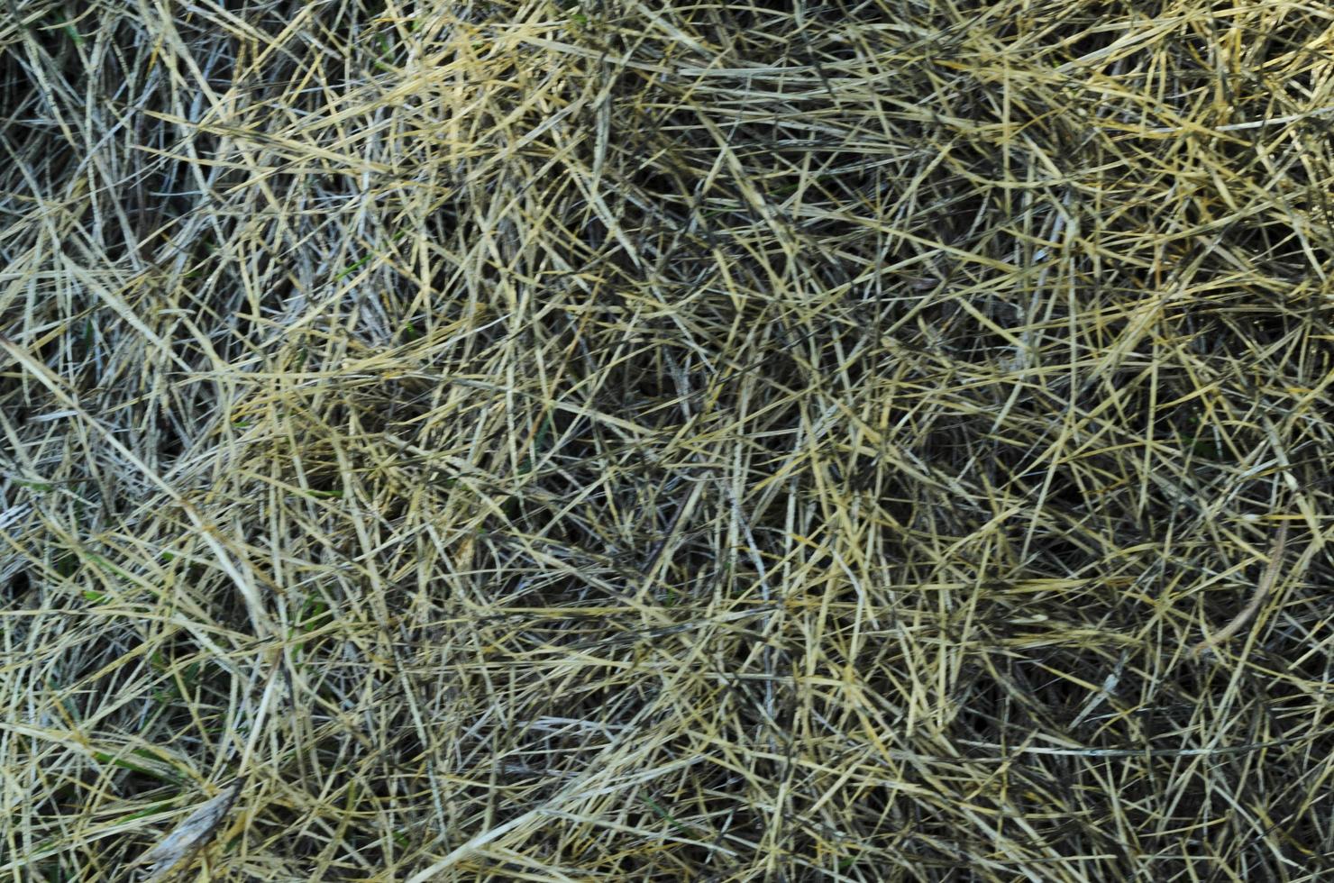 Blurry dry grass abstract backgrounds photo